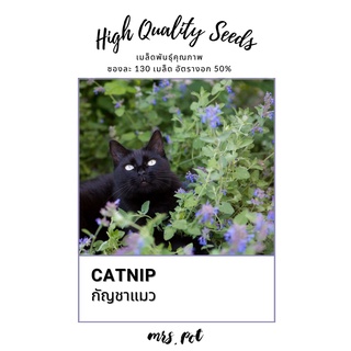 เมล็ดแคทนิป (Catnip) สำหรับเพาะปลูก