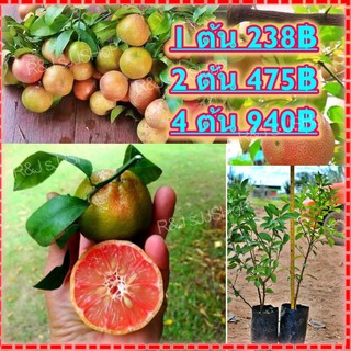 (4ต้น)มะนาวสีชมพู Pink Lime เนื้อในสีชมพูสวยแต่รสเปรี้ยวหอมแปลกตา ผลดก ให้ผลตลอดปี พร้อมส่ง
