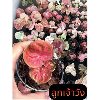 ลูกไม้สีเปรอะสีด่างกัดสีแล้วสวยๆ ☘️☘️จัดส่งทั้งกระถาง☘️☘️