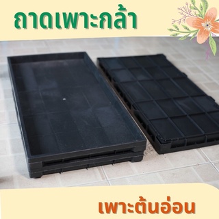 ถาดเพาะกล้า เพาะต้นอ่อนทานตะวัน ถาดพลาสติก ขนาด 60*30 CM เหมาะสำหรับเพาะต้นอ่อนทุกชนิด มี 2 แบบ มีรูและไม่มีรู ถาดวางของ