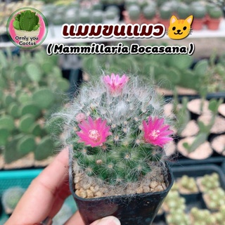 แมมขนแมว ( Mammillaria Bocasana ) 🐱