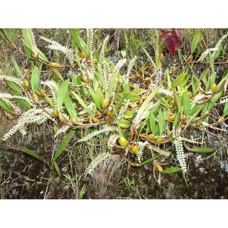 กล้วยไม้หวายดอกหอมมาเลเซีย Dendrochilum pallidiflavens สีเหลือง ขาว  1 ต้น