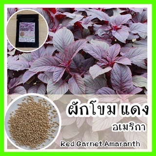 พร้อมส่ง ❗ รหัส 065 เมล็ดพันธุ์แท้ OP แท้  ผักโขมแดงอเมริกา - Red Garnet Amaranth กินได้ ปลูกง่าย โตไว ผักโขม เมล็ดพันธุ