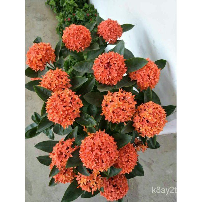 50 seeds/pack Bonsai ornamental flower seed Ixora chinensis Lam flower  seeds EWH1 | Shopee Thailand