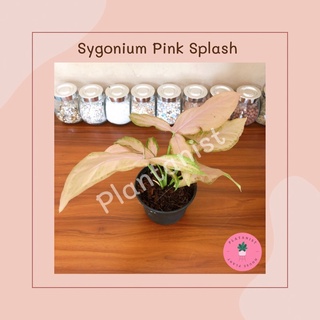 Sygonium pink splash เงินไหลมาด่างชมพู -ฟอร์มเลื้อย กอสวย ด่างกระจาย ด่างฮาฟ