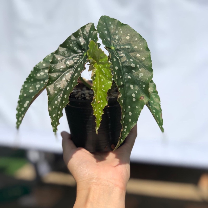 [ พร้อมส่ง ] Begonia maculata polkadot