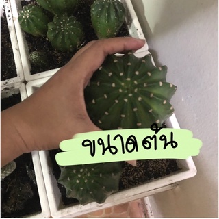 แคคตัส อิชินอป  ต้นสวยๆ กระบองเพชร เลี้ยงง่าย ต้นแข็งแรงสวย