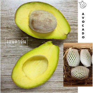 อะโวคาโด (avocado) &gt;&gt;พร้อมส่ง  **ผลสด 1 กก. (2-4ลูก) อะโวคาโด้ พันธุ์พื้นเมือง อโวคาโด อะโวคาโด้สด