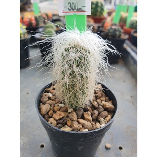 ผู้เฒ่า (Old man cactus) 🌵