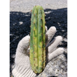 1-​ พาคานอยด่าง Trichocereus pachanoi variegated​ Echinopsis พาชานอย พาคานอย พาชานอยด่าง Cactus แคคตัส กระบองเพชร ตอด่าง