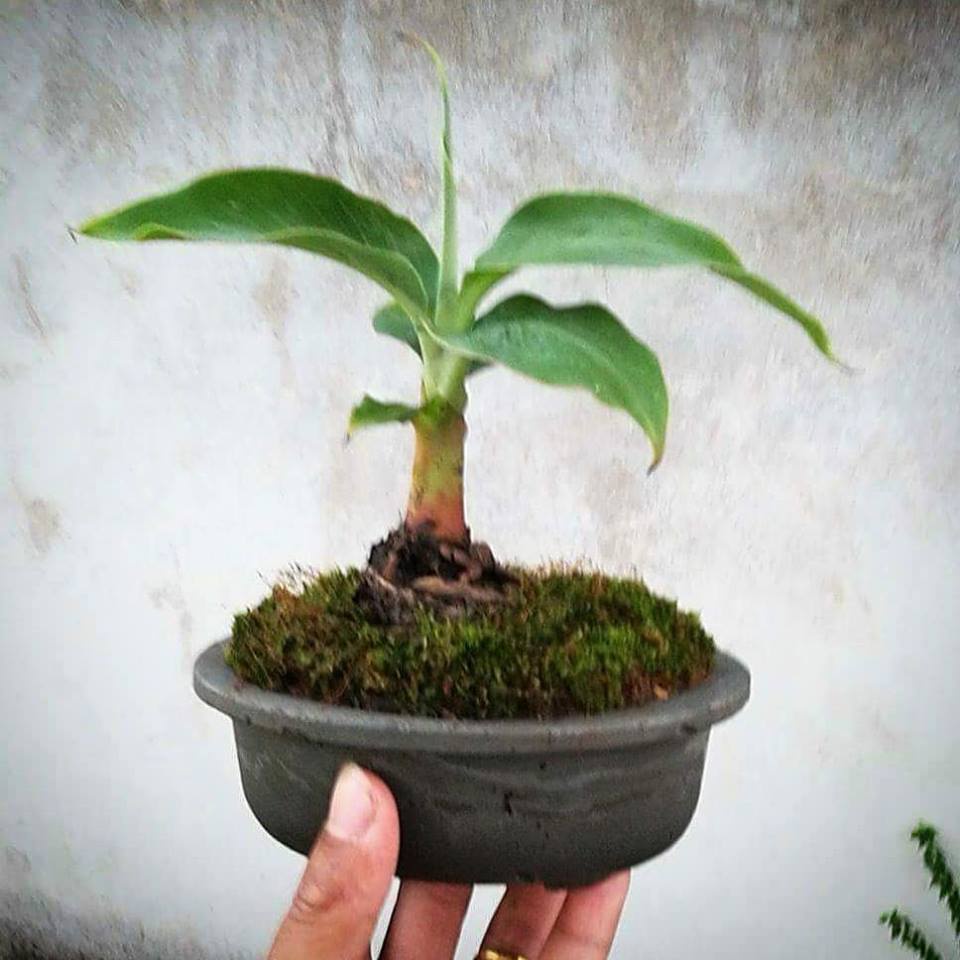 ต้นกล้วยหอมแคระ ลำต้นสูง 20 เซนติเมตร กระถางขนาด 6 นิ้ว