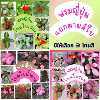 พรมญี่ปุ่น "แยกตามสีใบ" (ใบชมพู/ใบเขียวเงิน/ใบน้ำตาล) คละแบบตามโทนสี (กระถาง 3 นิ้ว)