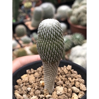 คัดนุ้งเปเล่สวยๆนำเข้าญี่ปุ่น🇯🇵 ไม้หายากมาแบ่งน้าาา 🐛Pelecyphora aselliformis เป็นไม้เพาะเมล็ดแท้ๆอายุ 6 ปี