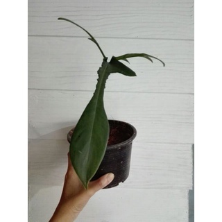 ฟิโลเดนดรอน philodendron florida narrow form