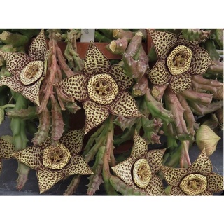 หน่อเด็ดสดเก๋งจีนดาวจุด Huernia Stappelia Orbea Variegata