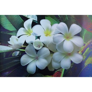 โปสเตอร์ ดอกไม้ ดอกลั่นทม ลีลาวดี POSTER 24”x35” Inch The Garden Gurus Growing Frangipani Plumeria