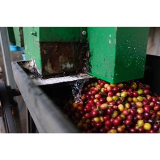 CR เมล็ดกาแฟคั่วเข้ม Dark Roast ขนาด 500 กรัม จากจังหวัดเชียงราย คั่วใหม่ทุกวัน ส่งออกทุกเช้า