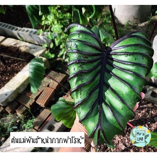 หน้ากากฟาโรห์colocasia🖤💚จัดส่งด่วนภายใน1วัน💢