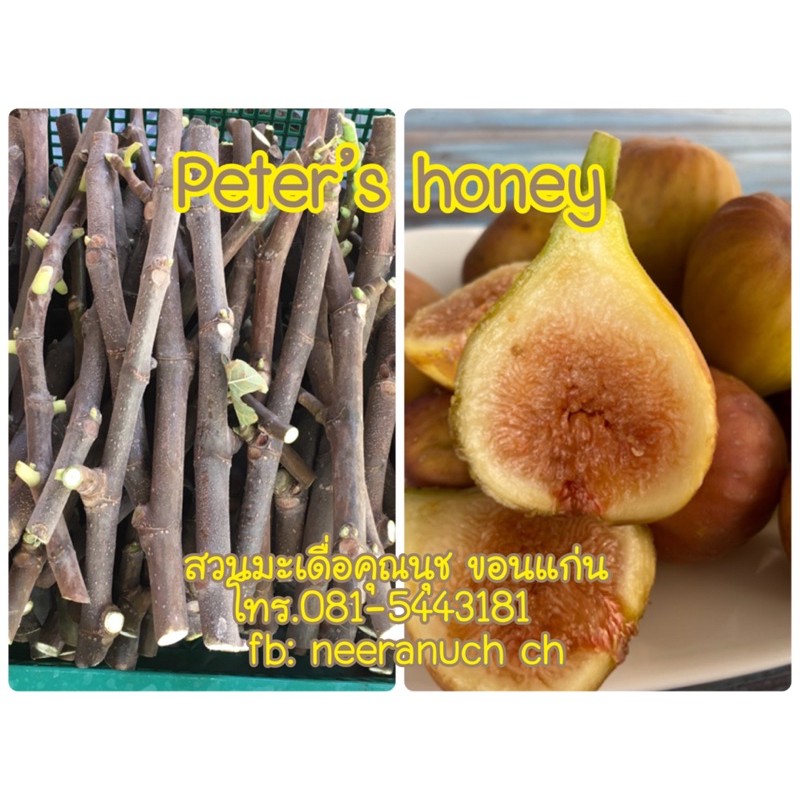กิ่งสดมะเดื่อฝรั่ง ปีเต้อร์ ฮันนี่ ชุด 4 /4 pcs. of peter’s honey fig cutting