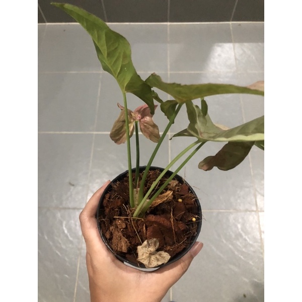 Syngonium pink spott - burlack - ThaiPick