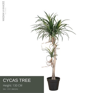 Cycas tree ต้นจันทน์หอม ขนาดสูง 130 CM ต้นไม้ปลอมเกรดพรีเมี่ยม มาดามขจี  Premium Artificial Plant