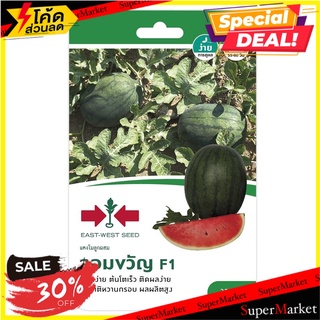 แตงโม F1 จอมขวัญ ศรแดง เมล็ดพันธุ์ WATERMELON SEEDS SORNDAENG F1 JOMKWAN ต้นไม้และเมล็ดพันธุ์