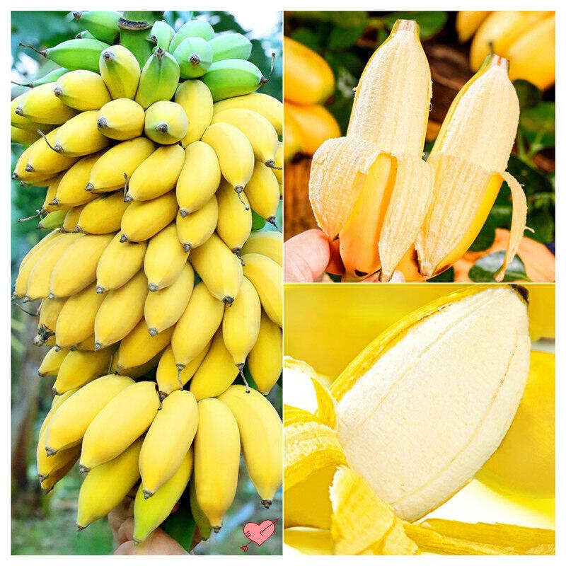 โปรโมชั่น เมล็ดพันธุ์กล้วยแคระ ต้นกล้วยจิ๋ว พืชสวนหายาก กล้วยบอนไซ แพ็กละ 50 เมล็ดพันธุ์ เมล็ดกล้วยด่าง กล้วยด่าง