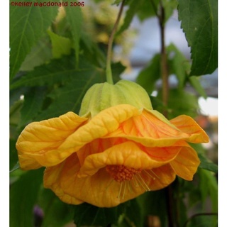 ชบาโคม Ablution Hybridum Bellevue Maple 20 เมล็ด นำเข้าอังกฤษ