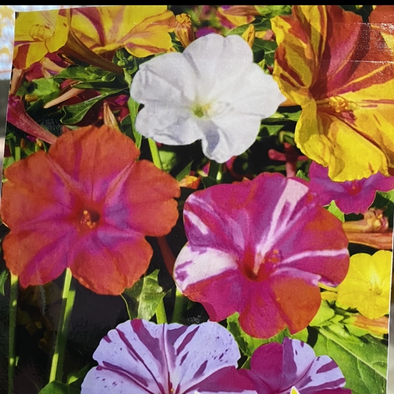 เมล็ดพันธุ์ ดอกบานเย็นด่าง คละสี (Four o'clock Flower Seed) บรรจุ 10 เมล็ด รับประทานสด ประกอบอาหาร สลัดผัก ประดับจาน