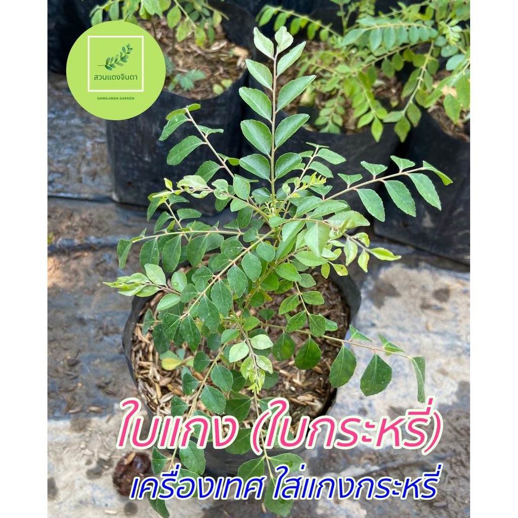 ต้นกระหรี่ ใบแกง ใบหมุย หอมแขก (curry plant) ต้นกล้าสด รากแข็งแรง พร้อมปลูก