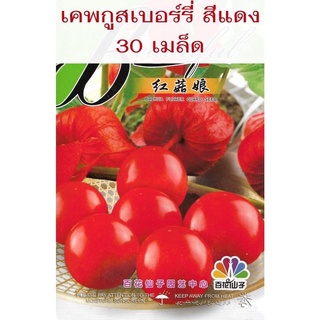 เมล็ดพันธุ์ เคพกูสเบอร์รี่ แดง (Cape Gooseberry) 30 เมล็ด