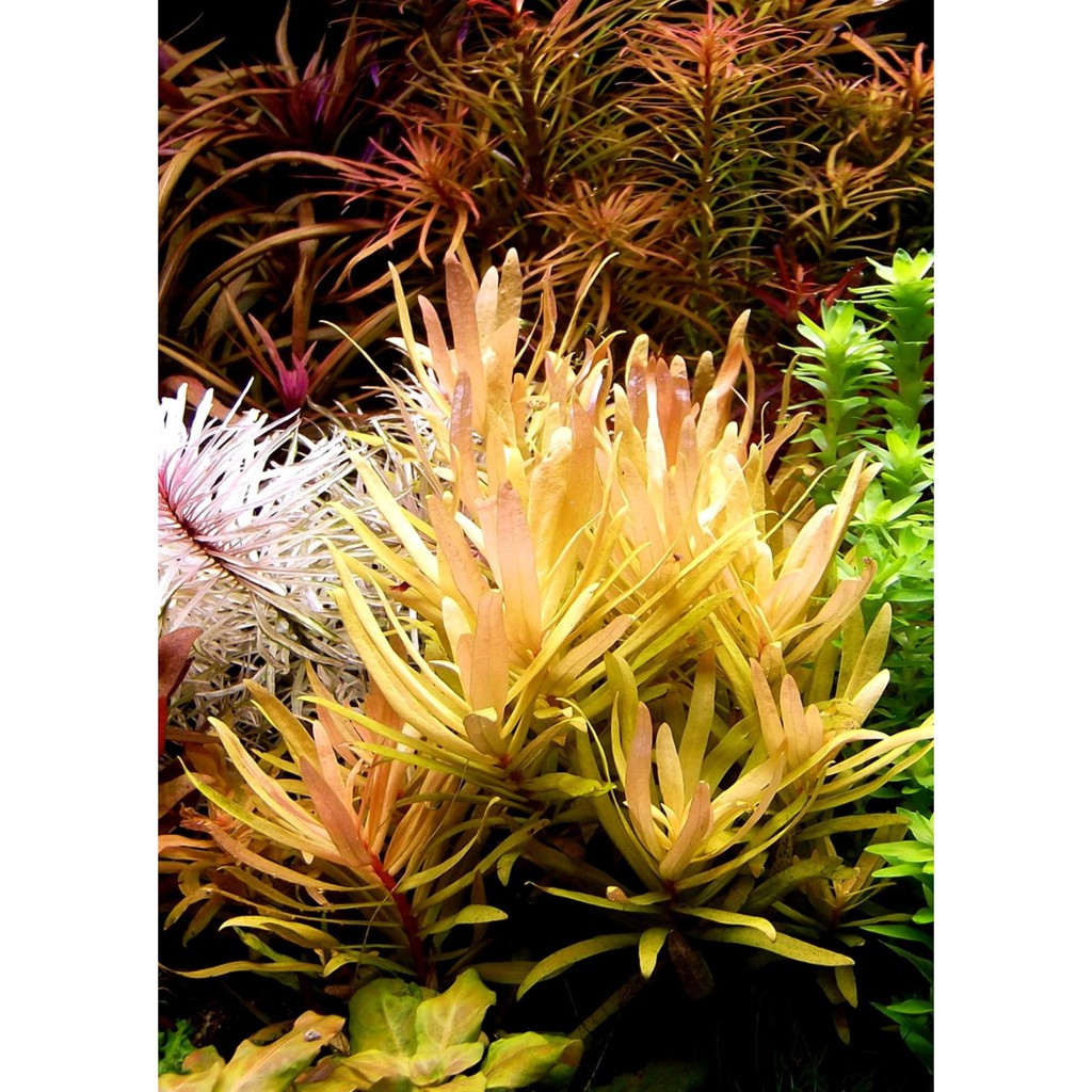 ต้นไม้น้ำ เนซีอี้โกลเด้น Nesaea pedicellata golden