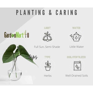 &lt;GardenMart4U&gt; Ruta Herb Plant Herbs Pokok Herba Busuk  รือเสาะ 臭草头饰/帽子/鲜花/内裤/上衣/芹菜/玫瑰/通心菜/香菜/文胸/ GPG8