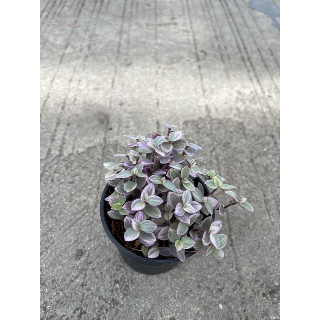 มุมมอง 2