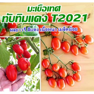 มะเขือเทศ ทับทิมแดง T2021 (280 เมล็ด)สีสวยแดงรสหวาน