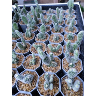 ปีกนางฟ้า Opuntia microdasys albispina 🌵🧚🌵🌵🧚🌵