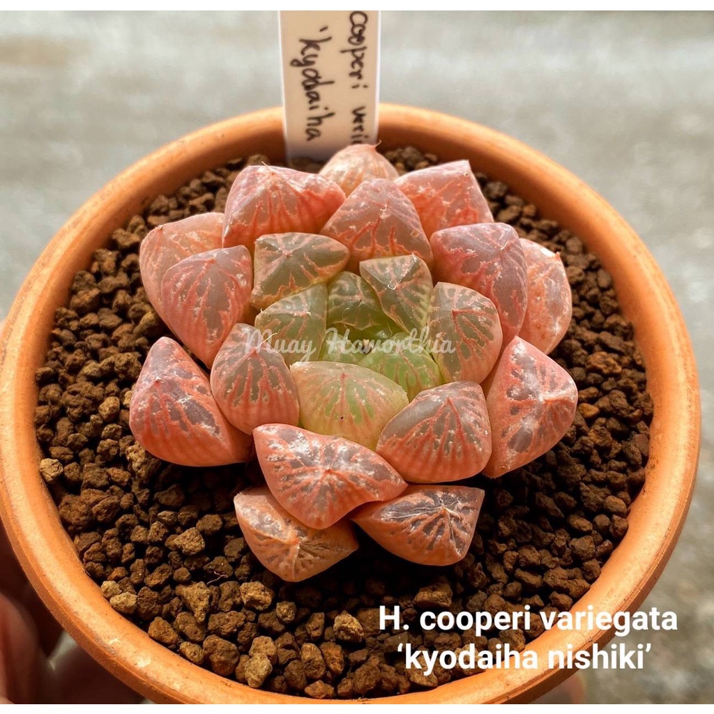 H.cooperi variegata‘kyodaiha nishiki’ A003