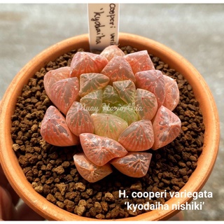H.cooperi variegata‘kyodaiha nishiki’ A003