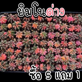 ยิมโนด่าง🌸 ด่างทุกต้น! 🌵กระบองเพชร/แคคตัส 🌵