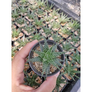 อโลปลาดาว Aloe succulent 11/9/20