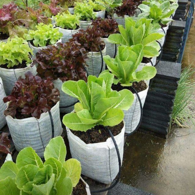 ถุงเพาะปลูกแสนดี-ศรีสุขมี4ขนาด5x8,5×11,​8×15​,10×20​นิ้วใช้ทนนานได้​8​ปี