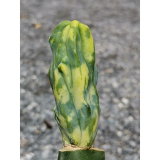 01- ตอบลูคริสด่าง ไม้กราฟ 1 ต้น # บลูด่าง ตอบลู ตอบลูด่าง คริสด่าง ไม้ด่าง ตอด่าง Cactus แคคตัส กระบองเพชร ไม้อวบน้ำ