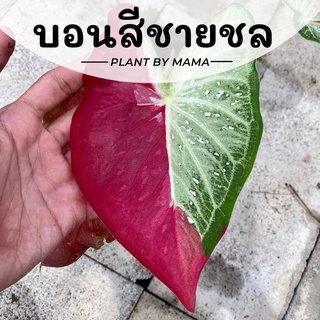 Plant By Mama | บอนสีชายชล | Caladium ไม้ใบ ไม้ประดับ ไม้ฟอกอากาศ ไม้มงคล ต้นไม้ในบ้าน