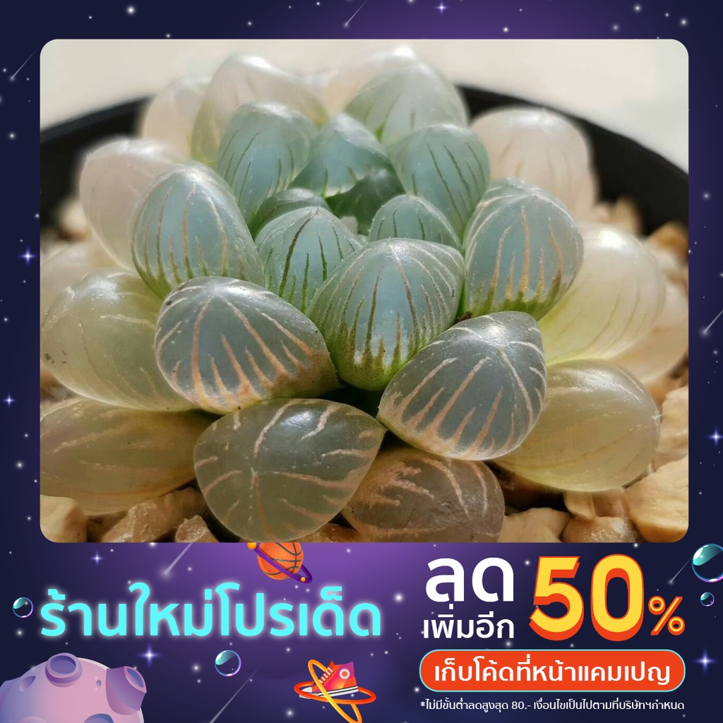 H.cooperi v.truncata 'Mini' (หยดน้ำ) A002