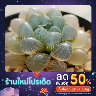 H.cooperi v.truncata Mini (หยดน้ำ) A002