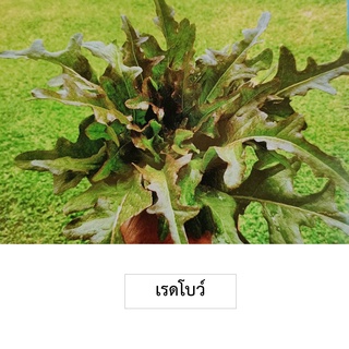 🌱เมล็ดผักสลัดเรดโบว์ 50 เมล็ด (ซื้อ10แถม1 คละได้)🌱