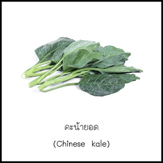 เมล็ดคะน้ายอด (Chinese kale) 200 เมล็ด [10 แถม 1 คละได้]