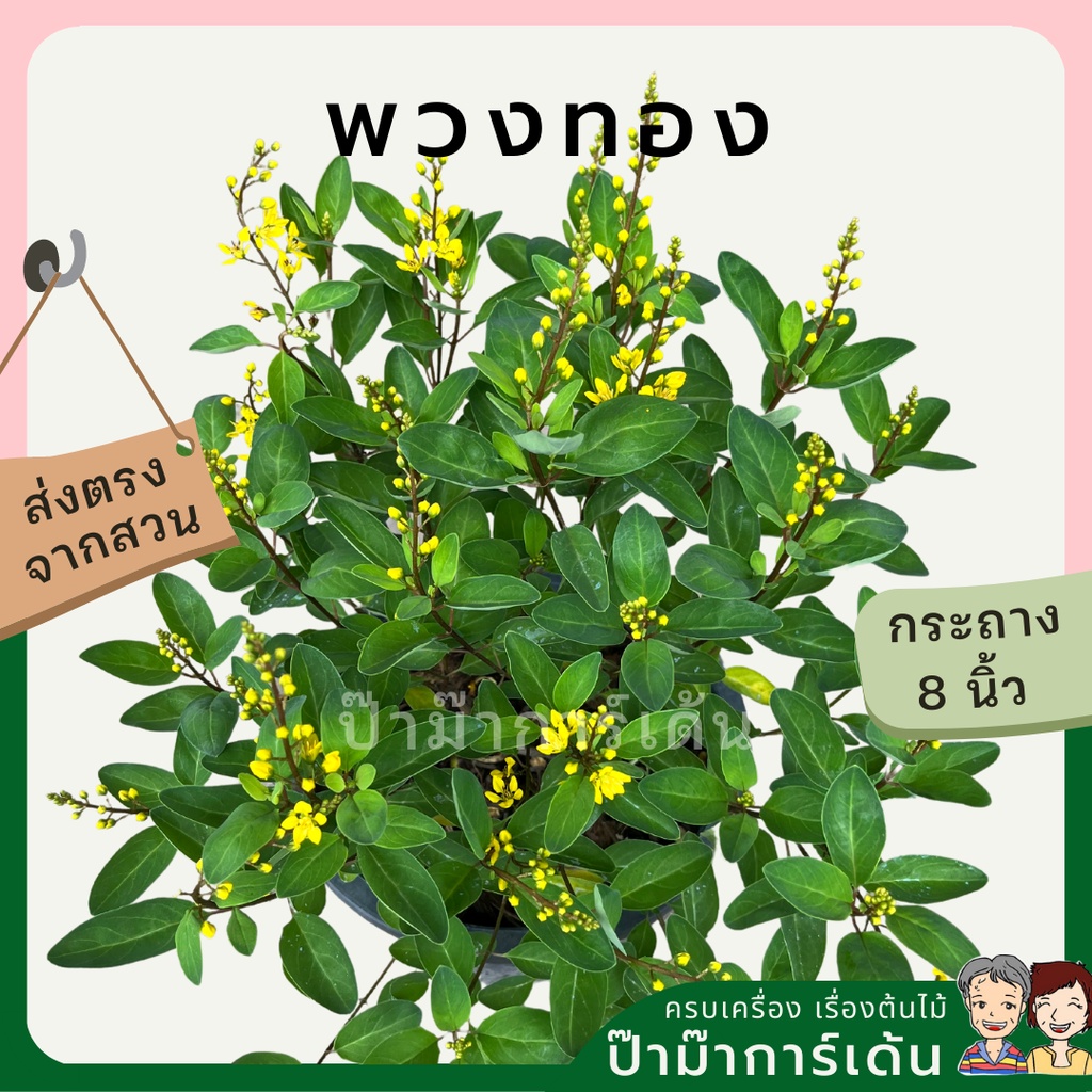 มุมมอง 4