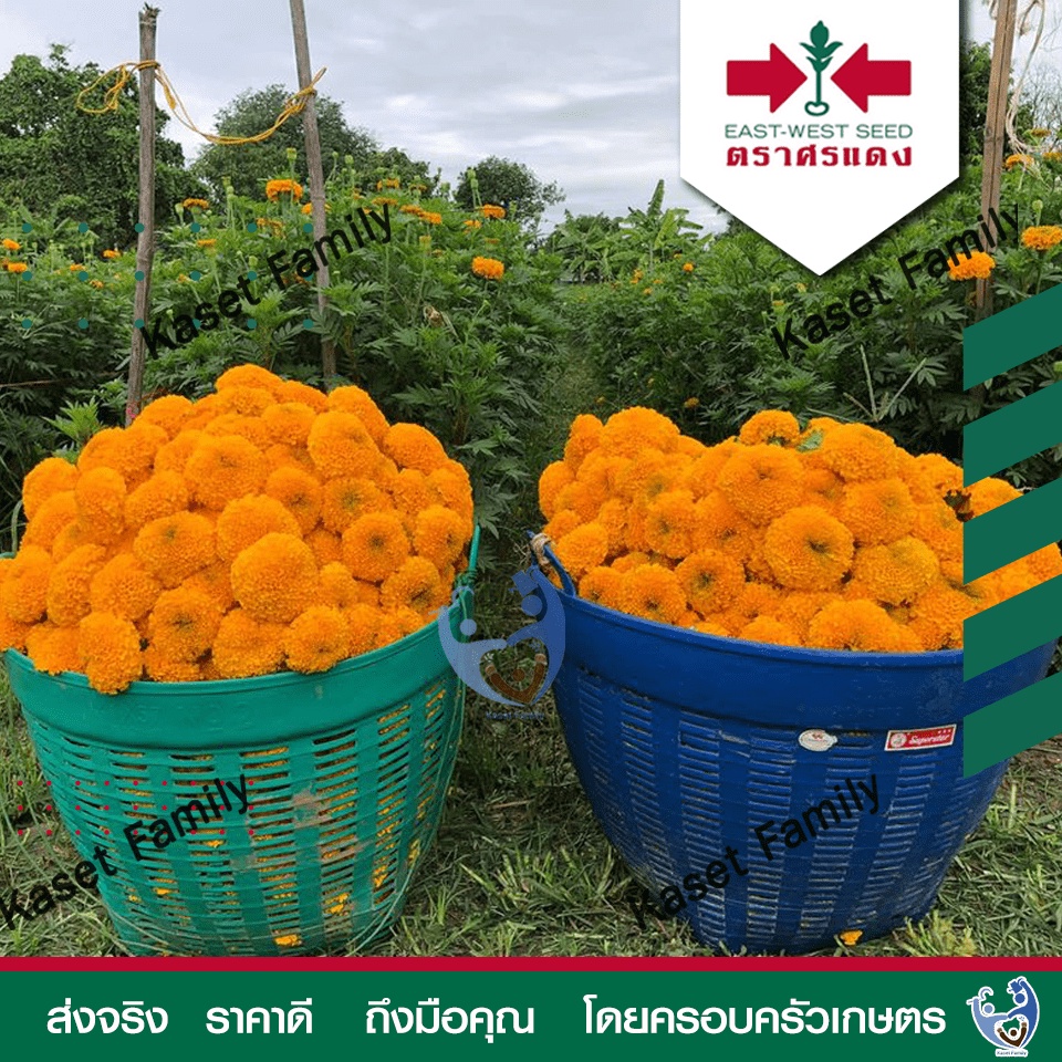ดาวเรือง ซุปเปอร์บอลดีพโกลด์  บรรจุ 1,000 เมล็ด เมล็ดดอกไม้ ตราศรแดง ราคา ถูกที่สุด ดีลบีเคเค แกลเลอรีภาพที่ 2