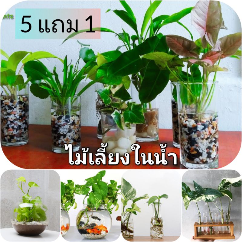 ไม้เลี้ยงน้ำ ซื้อ 5 (มีแถม) ส่ง 3 กิ่งขึ้นไป พลูสีชมพู พลูงาช้าง พลูด่าง ฟิโล ด่างขาว